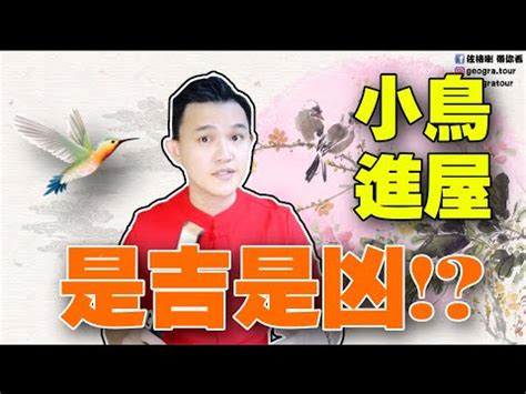 鳥飛入屋|【鳥進屋子】鳥進屋子預示着什麼？飛進屋子的鳥兒有什麼迷信説。